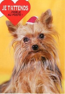 ポストカード カラー写真 ダイカットタイプ 定形外 犬