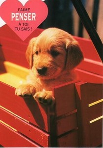ポストカード カラー写真 ダイカットタイプ 定形外 子犬