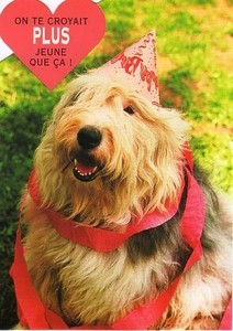 ポストカード カラー写真 ダイカットタイプ 定形外 パーティーな犬