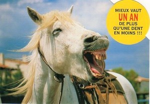 ポストカード カラー写真 ダイカットタイプ 定形外 鳴く白い馬