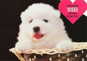 ポストカード カラー写真 ダイカットタイプ 定形外 舌を出した白い子犬