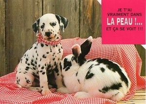 ポストカード カラー写真 ダイカットタイプ 定形外 よく似た柄の子犬とうさぎ