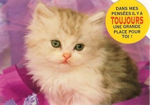 ポストカード カラー写真 ダイカットタイプ 定形外 おしとやかな子猫