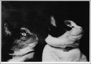 ポストカード モノクロ写真「二匹の猫」