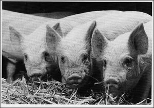 ポストカード モノクロ写真「三匹の子豚」