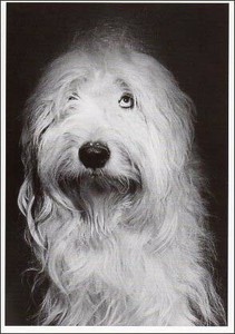 ポストカード モノクロ写真「反省して謝る犬」