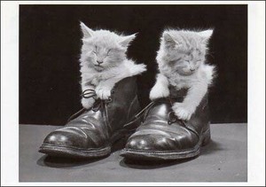 ポストカード モノクロ写真「靴の中で眠る二匹の子猫」