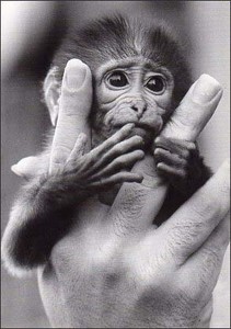 ポストカード モノクロ写真「人の手に乗る子猿」