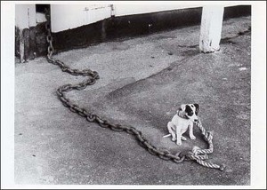 ポストカード モノクロ写真「大きなリードを付けている犬」