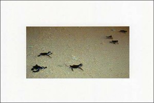 Postcard Sea Turtle
