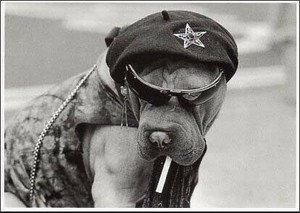 ポストカード モノクロ写真「ワイルドな犬」