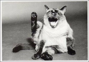 ポストカード モノクロ写真「あくびをする猫」