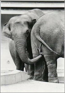 Postcard Elephant Monochrome