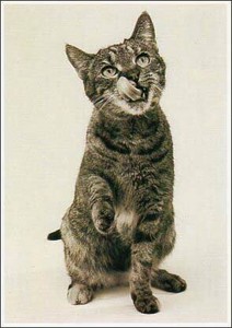ポストカード モノクロ写真「舌なめずりをする猫」