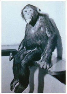 ポストカード モノクロ写真「舌を出すチンパンジー」