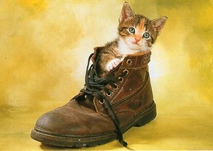 ポストカード カラー写真 ブーツに入った子猫