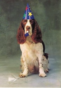 ポストカード カラー写真 パーティーな犬