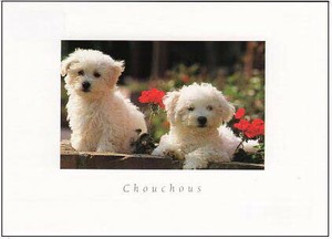 ポストカード カラー写真 2匹の子犬と赤い花