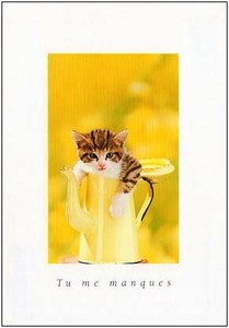 ポストカード カラー写真 ジョウロに入った子猫