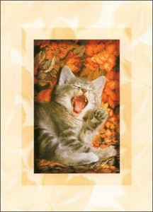 ポストカード カラー写真 あくびをする子猫