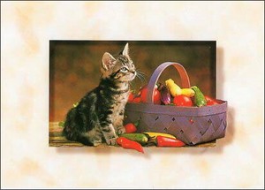 ポストカード カラー写真 野菜かごと子猫