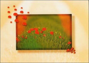 ポストカード カラー写真 赤い花