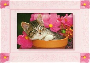 ポストカード カラー写真 植木鉢に入った子猫とピンクの花