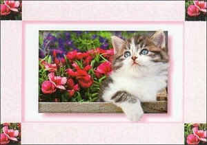 ポストカード カラー写真 子猫と赤い花