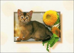 ポストカード カラー写真 子猫と黄色の花