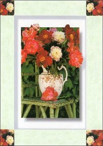 ポストカード カラー写真 赤と白の花