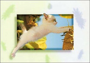 ポストカード カラー写真 ジャンプする子猫とひまわり