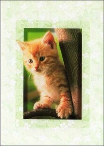 ポストカード カラー写真 木に登っている子猫