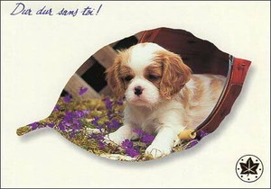 ポストカード カラー写真 バケツに入った子犬と紫の花 右下ロゴマーク/箔押し加工