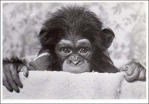 ポストカード モノクロ写真「見つめるチンパンジーの子ども」