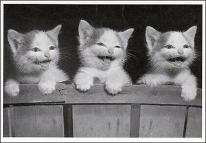 ポストカード モノクロ写真「三匹の鳴いている子猫」