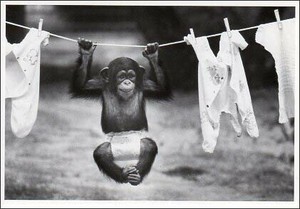 ポストカード モノクロ写真「物干しにぶら下がるチンパンジーの子ども」