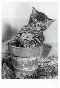 ポストカード モノクロ写真「植木鉢で眠る子猫」