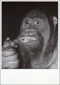 ポストカード モノクロ写真「グッドなポーズをするオランウータン」