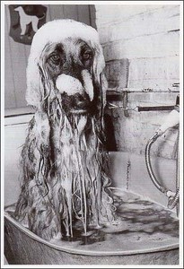 ポストカード モノクロ写真「入浴中の犬」