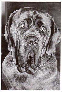 ポストカード モノクロ写真「犬」