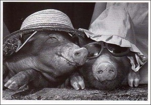 ポストカード モノクロ写真「帽子とサングラスを被った二匹のブタ」