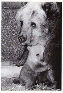 ポストカード モノクロ写真「二頭のクマの親子」