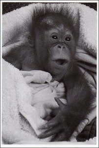 ポストカード モノクロ写真「オランウータンの赤ちゃん」