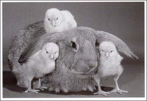 ポストカード モノクロ写真「うさぎと三羽のヒナ」