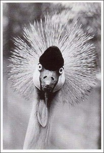 ポストカード モノクロ写真「こちらを見つめる鳥」