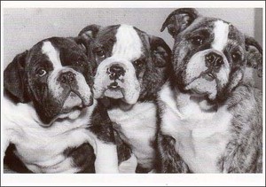 ポストカード モノクロ写真「三匹の子犬」