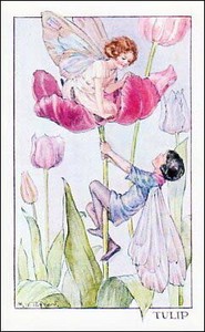 Postcard Illustration Margaret Run Tulip Fairy