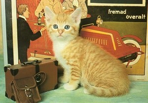 ポストカード カラー写真 子猫とバッグ