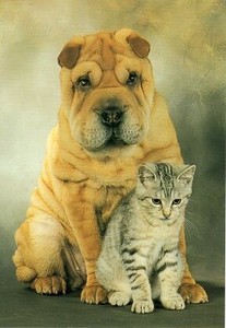 ポストカード カラー写真 犬と猫