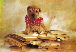 ポストカード カラー写真 本とリボンを付けた子犬